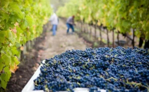 La vigna darà il suo frutto, perché c’è ancora chi saprà difenderla e farla fruttificare. 